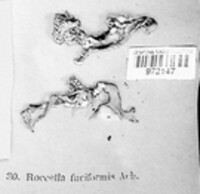 Roccella fuciformis image